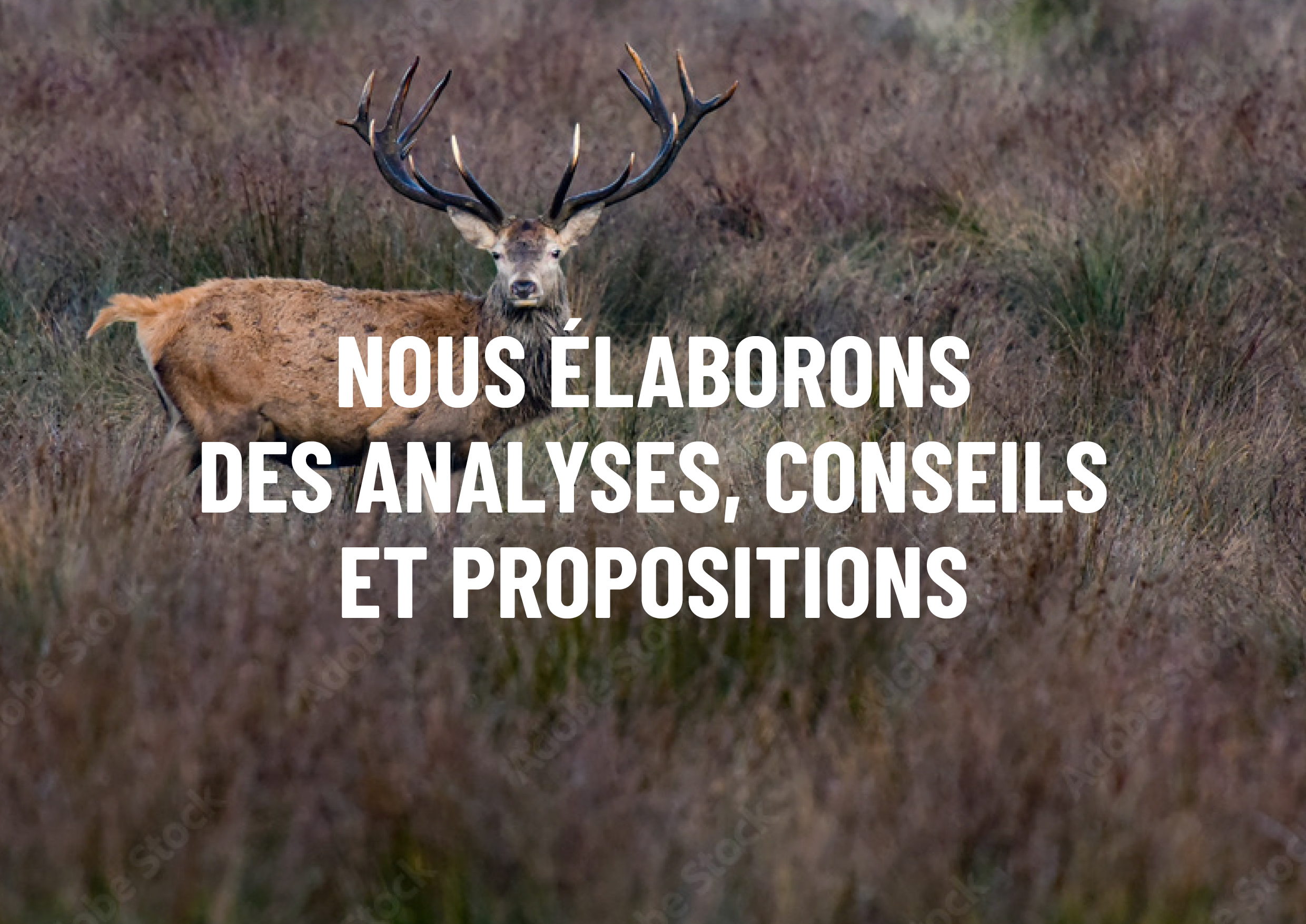 Nous élaborons des analyses, conseils et propositions