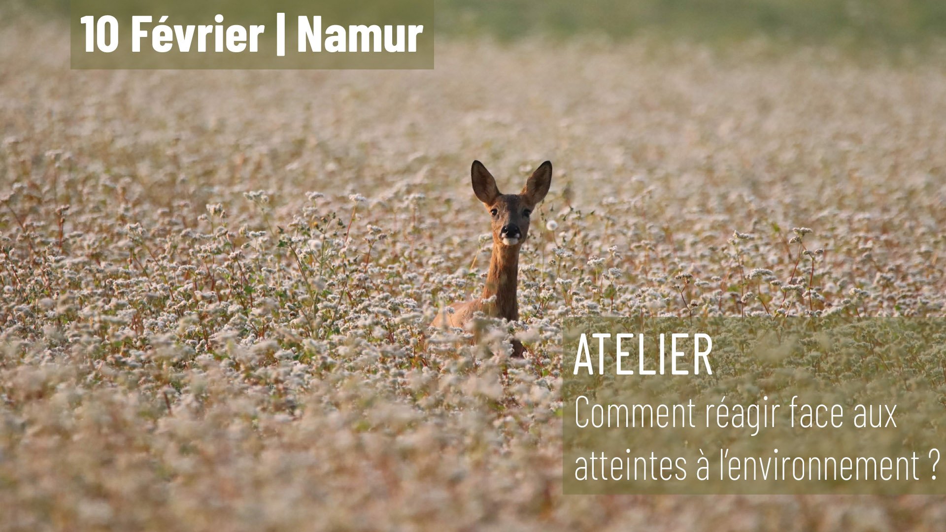 You are currently viewing Namur – Atelier – Comment réagir face aux atteintes à l’environnement ?